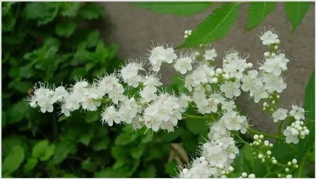 珍珠梅怎么不开花 | 农业技术