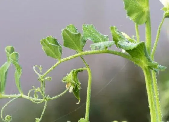 种植方法|花豆种植时间和方法