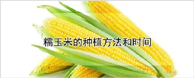 糯玉米的种植方法和时间 | 农业科普