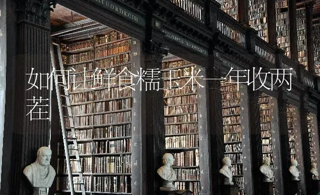 如何让鲜食糯玉米一年收两茬 | 粮油作物种植