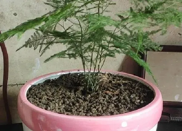 盆景|文竹适合大盆还是小盆