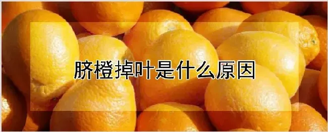 脐橙掉叶是什么原因 | 养殖技术