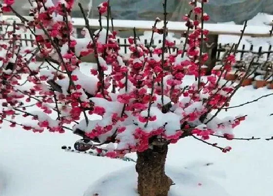 种植管理|红梅几年结果实 什么时候结果实