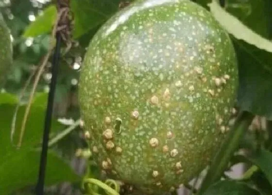 植物虫害|百香果病虫害防治技术与方法措施