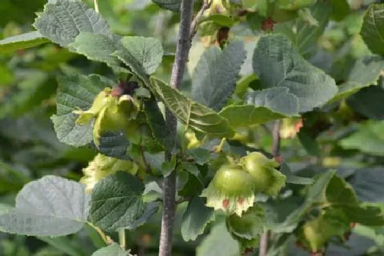 植物修剪|榛子树怎么剪枝 修剪方法及图解