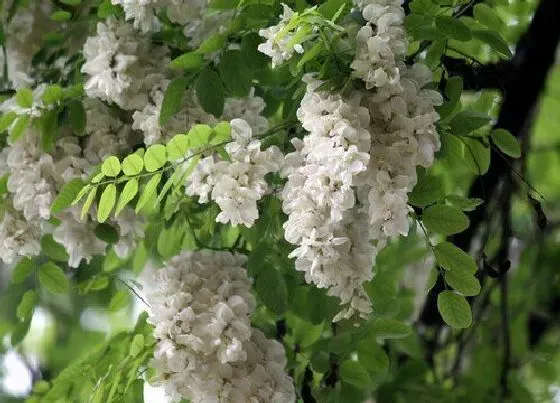 开花时间|槐花树什么季节开花 在几月份会开花
