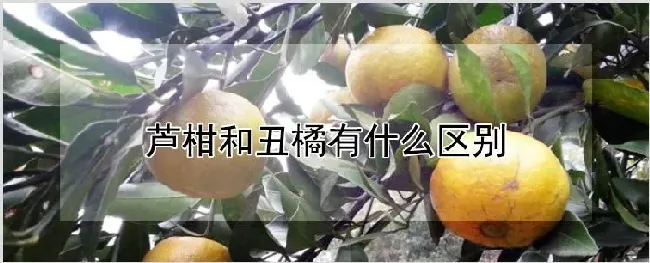 芦柑和丑橘有什么区别 | 种植资料