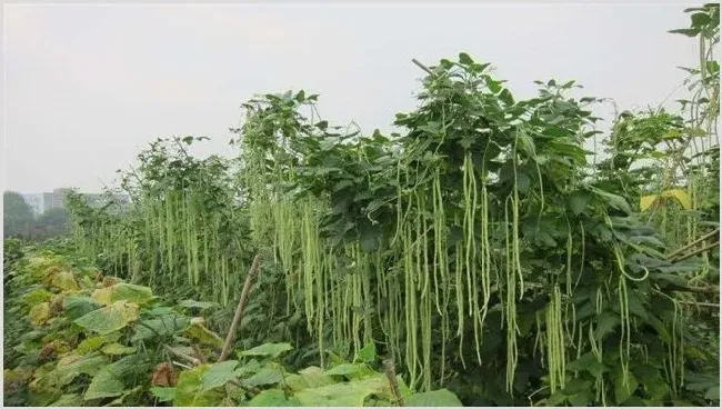 豆角对环境条件的要求 | 农业技术