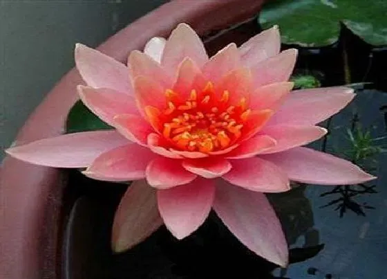 花语|睡莲的花语和寓意 不同颜色睡莲代表什么意思