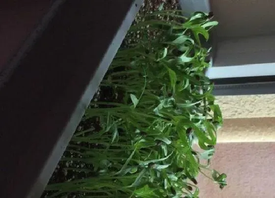 种植管理|空心菜适合几月份种植 种植技术和时间