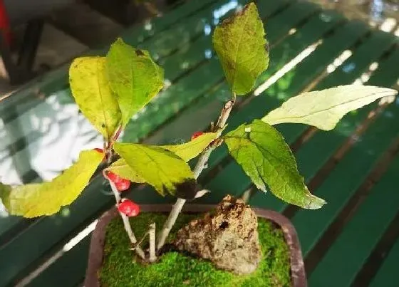 植物排行|耐阴耐潮湿的植物有哪些