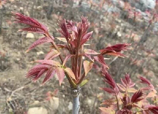 养殖科普|香椿树喜阴还是喜阳光的植物