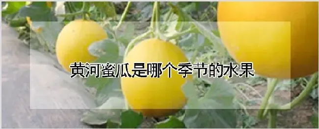 黄河蜜瓜是哪个季节的水果 | 农业技术