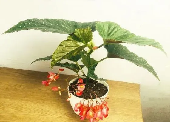 植物施肥|竹节海棠施什么肥最好