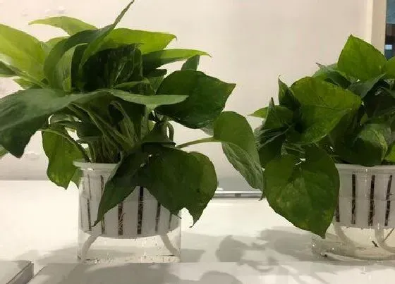 摆放风水|家里养植物对风水好吗