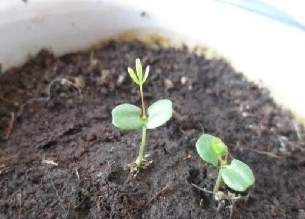 植物发芽|含羞草什么时候发芽长叶