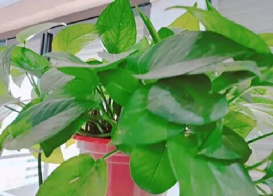 风水百科|有利风水的爬藤植物（家里种什么爬藤类植物风水最好）