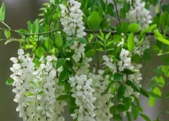 开花时间|槐花树什么季节开花 在几月份会开花