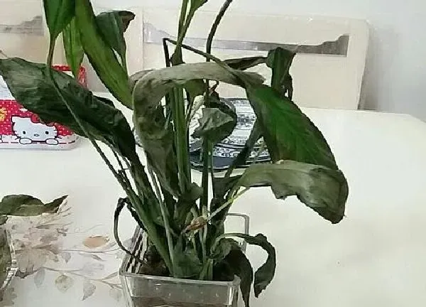 植物浇水|怎样看出白掌该浇水了