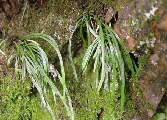 植物排行|附生植物有哪些