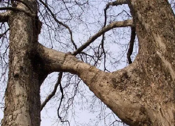 植物百科|连理枝是什么植物