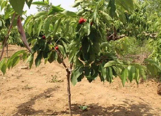 植物施肥|樱桃树浇什么肥料合适