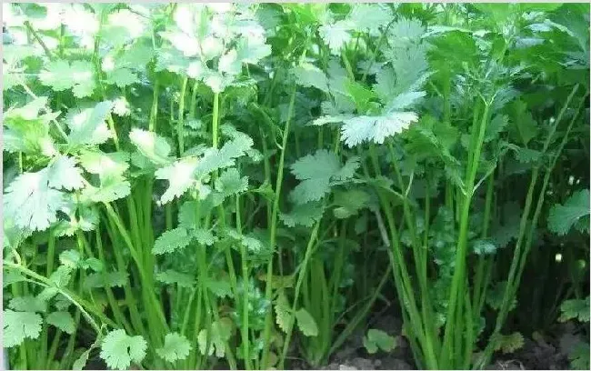 香菜的种植技术 需要掌控的要点有哪些？ | 耕种资料