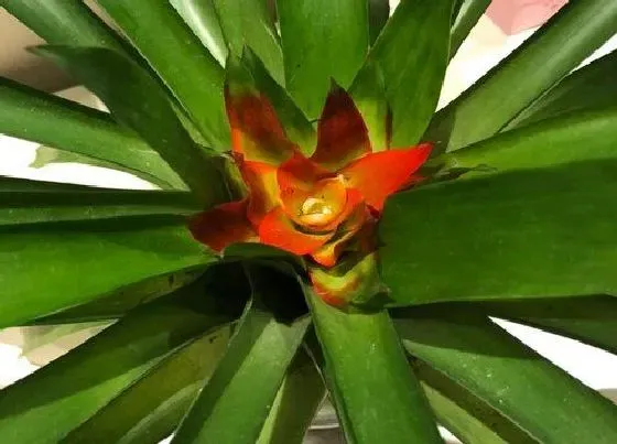 花期|凤梨花花期是什么时候