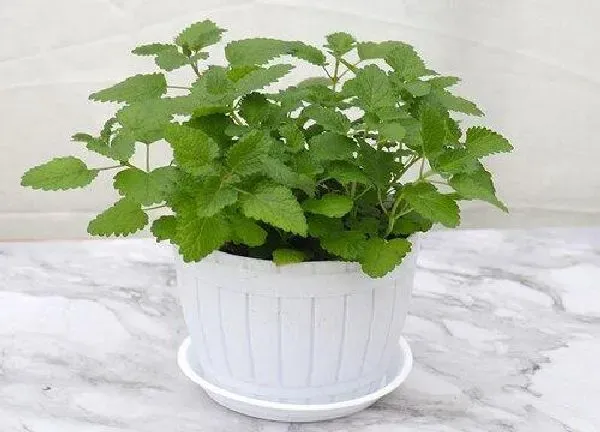 植物浇水|薄荷可以浇啤酒水吗