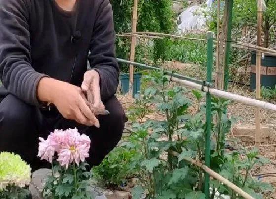 植物修剪|木菊花什么时候剪枝最好 几月份修剪不影响开花