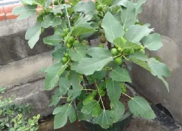 养殖方法|无花果树怎么养才长得好 无花果树的栽培与管理