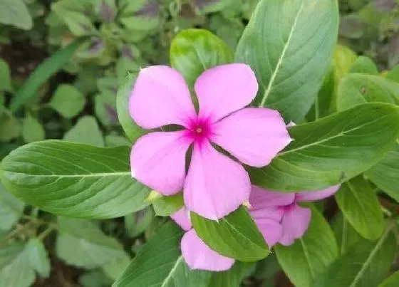 开花时间|五叶梅一年四季开花吗