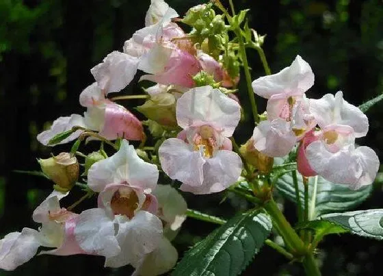 花期|凤仙花期是什么时候