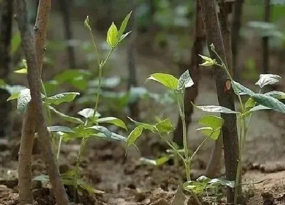 种植方法|长豆角种植时间和方法