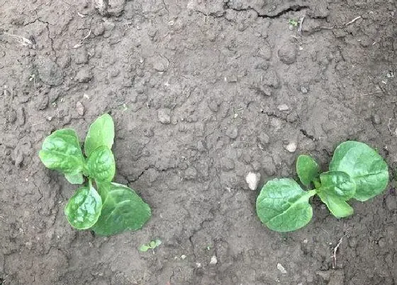 植物播种|木耳菜怎么留种子