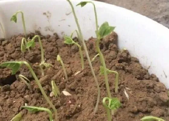 植物育苗|红豆几天出苗 播种到发芽出苗时间