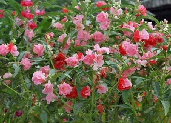 花期|凤仙花期是什么时候