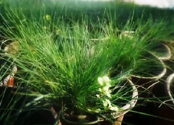 植物百科|蓝羊茅是多年生吗