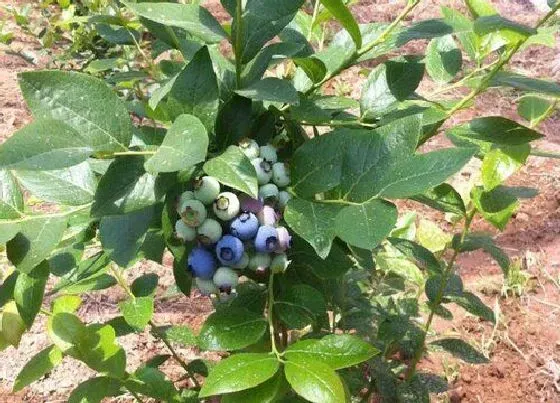 种植管理|湖南可以种蓝莓吗