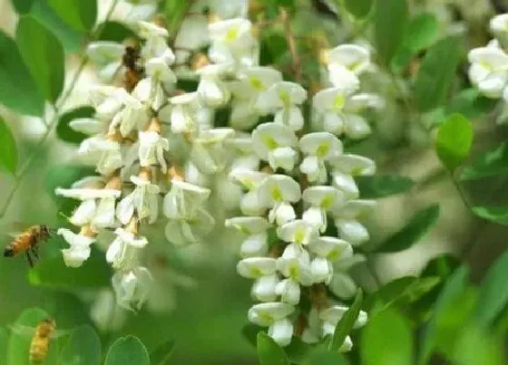 开花时间|槐花树什么季节开花 在几月份会开花