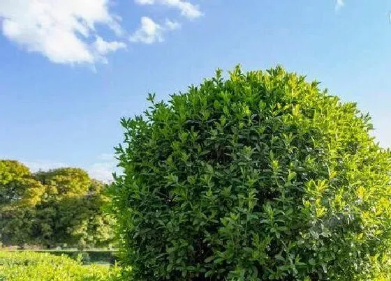 植物种类|对节木是什么树木 生长在哪里