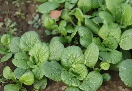 植物播种|青菜种子怎么来的 怎么获得