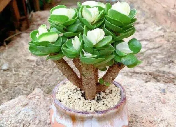 植物浇水|金钱木多长时间浇一次水