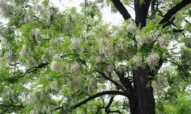 摆放常识|风水学中院子里不能种什么树（农村庭院里不适合栽的树）