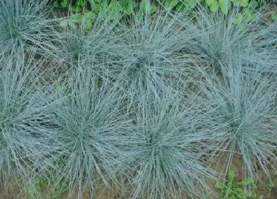 植物百科|蓝羊茅是多年生吗