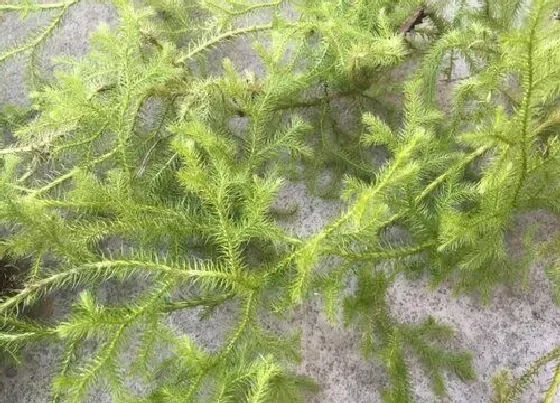 植物百科|舒筋草和伸筋草的区别图片