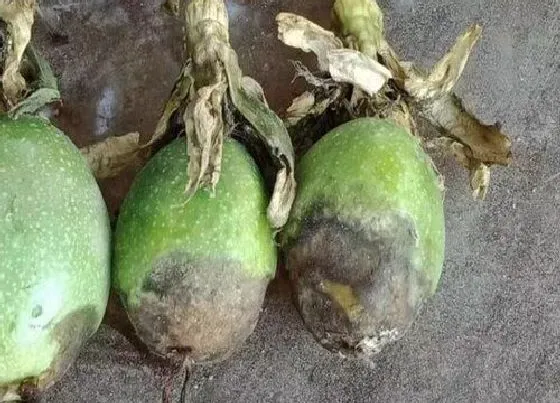 植物虫害|百香果病虫害防治技术与方法措施