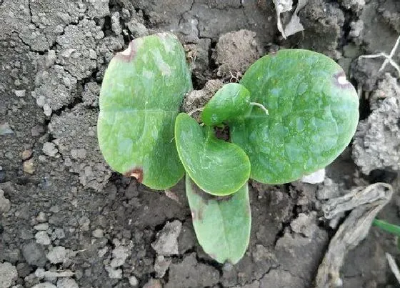 植物播种|木耳菜怎么留种子