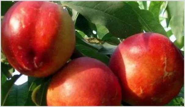 油桃是怎么培育出来的 | 种植资料