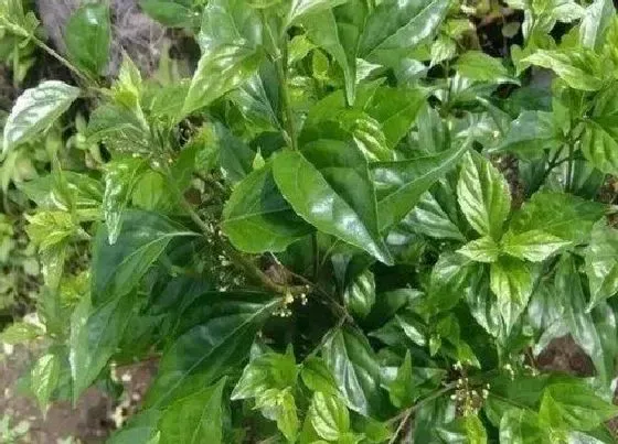 植物百科|绿豆腐是什么植物类别